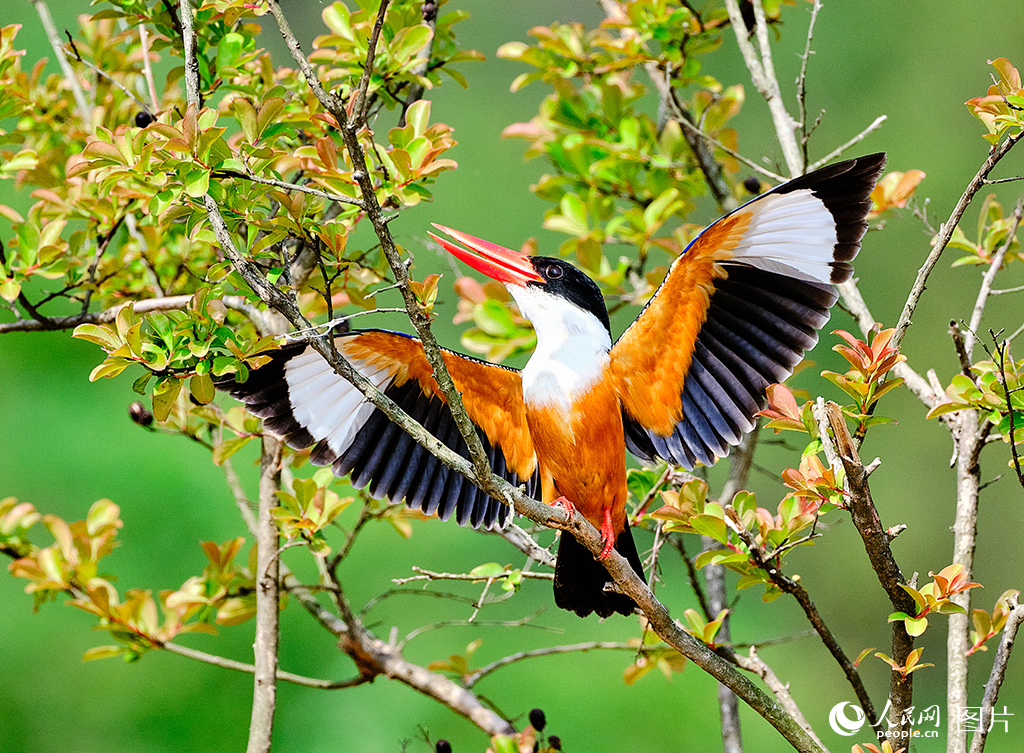 河南羅山:鳥類樂園【2】