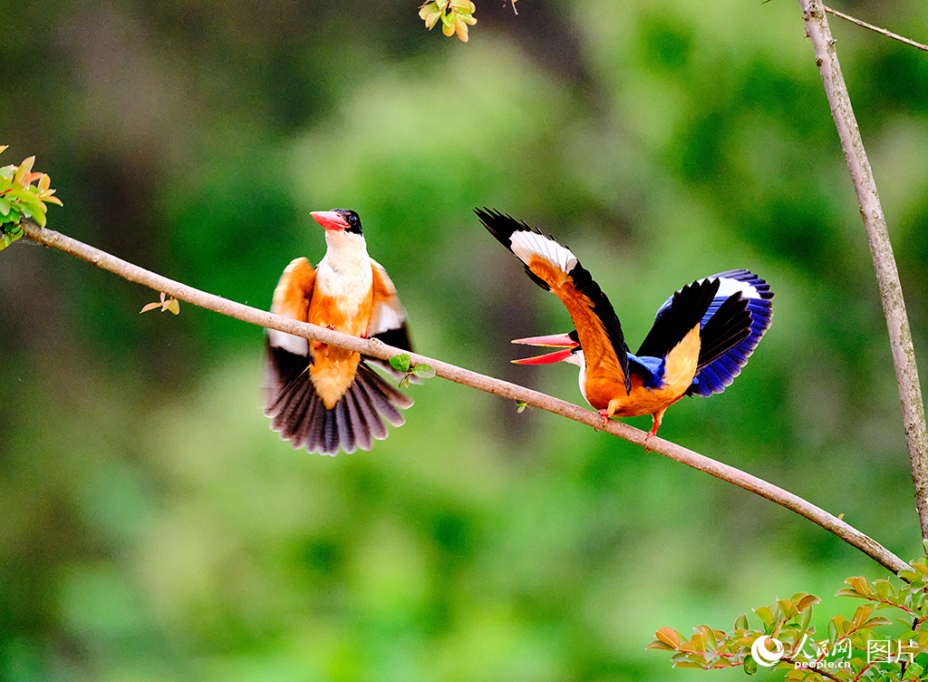 河南羅山:鳥類樂園【3】