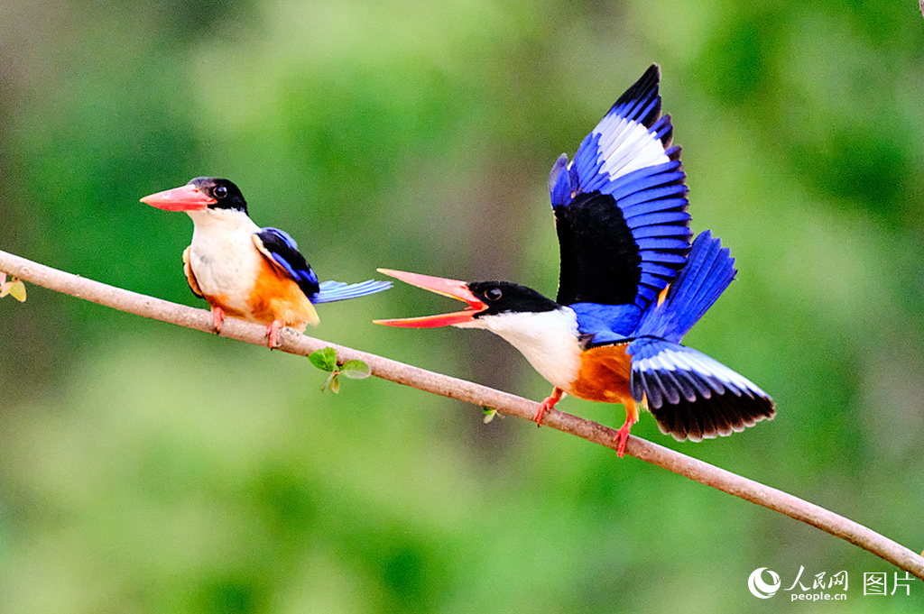 河南羅山:鳥類樂園【4】