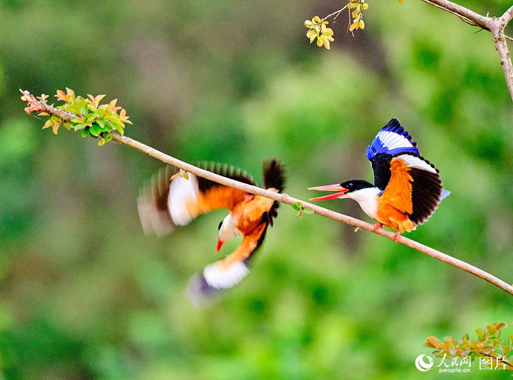 河南羅山:鳥類樂園【5】