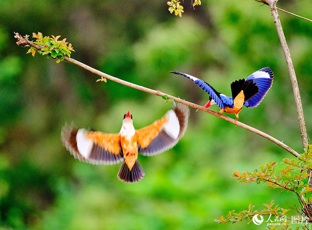 河南羅山:鳥類樂園【6】