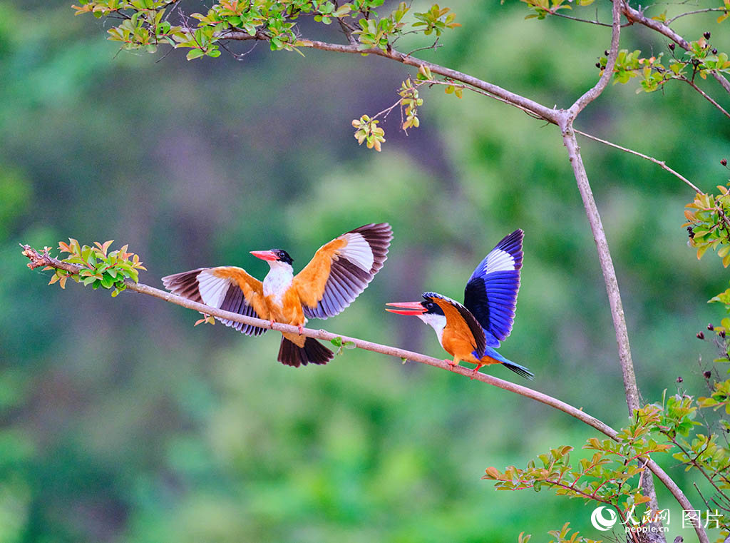 河南羅山:鳥類樂園【7】