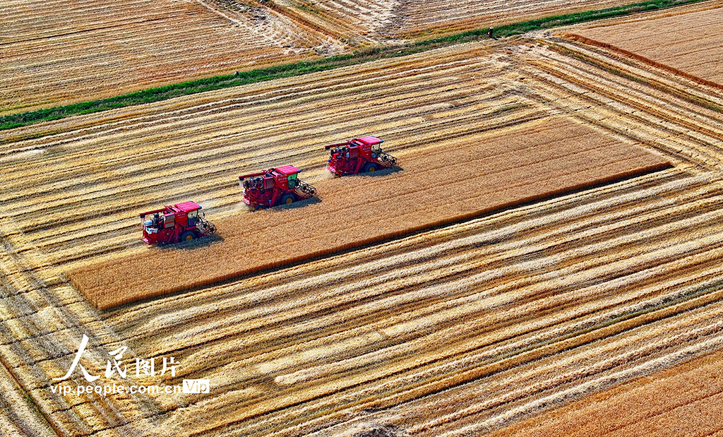 江西九江：冬小麥喜獲豐收