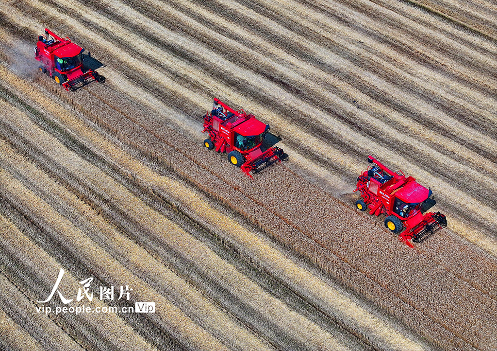 江西九江：冬小麥喜獲豐收【4】