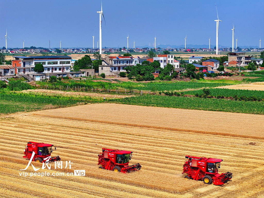 江西九江:冬小麥喜獲豐收【3】