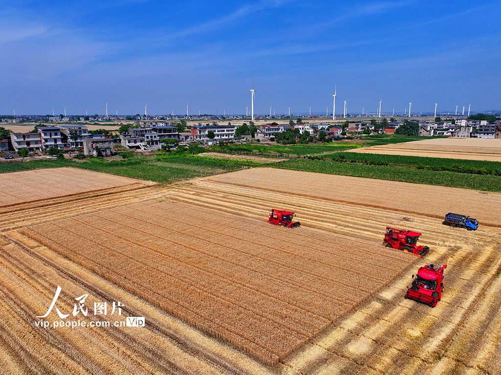 江西九江:冬小麥喜獲豐收【2】