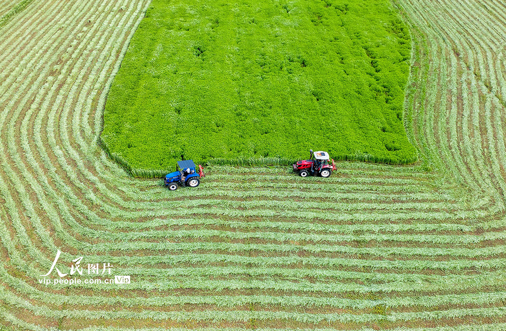 江蘇泗洪：艾草喜豐收