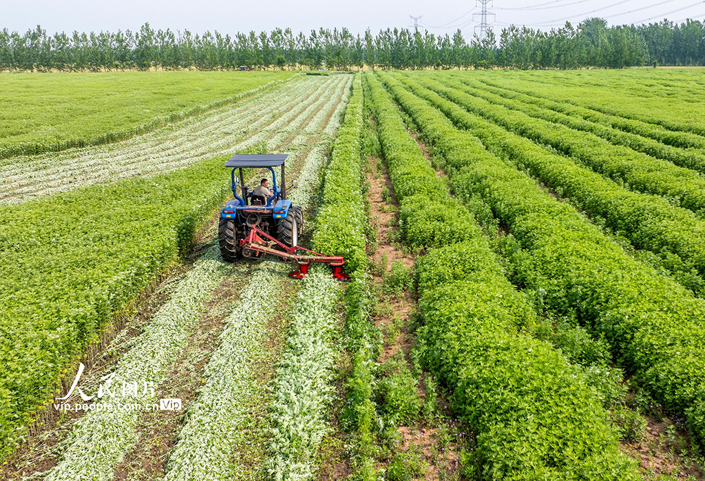 江蘇泗洪:艾草喜豐收【4】