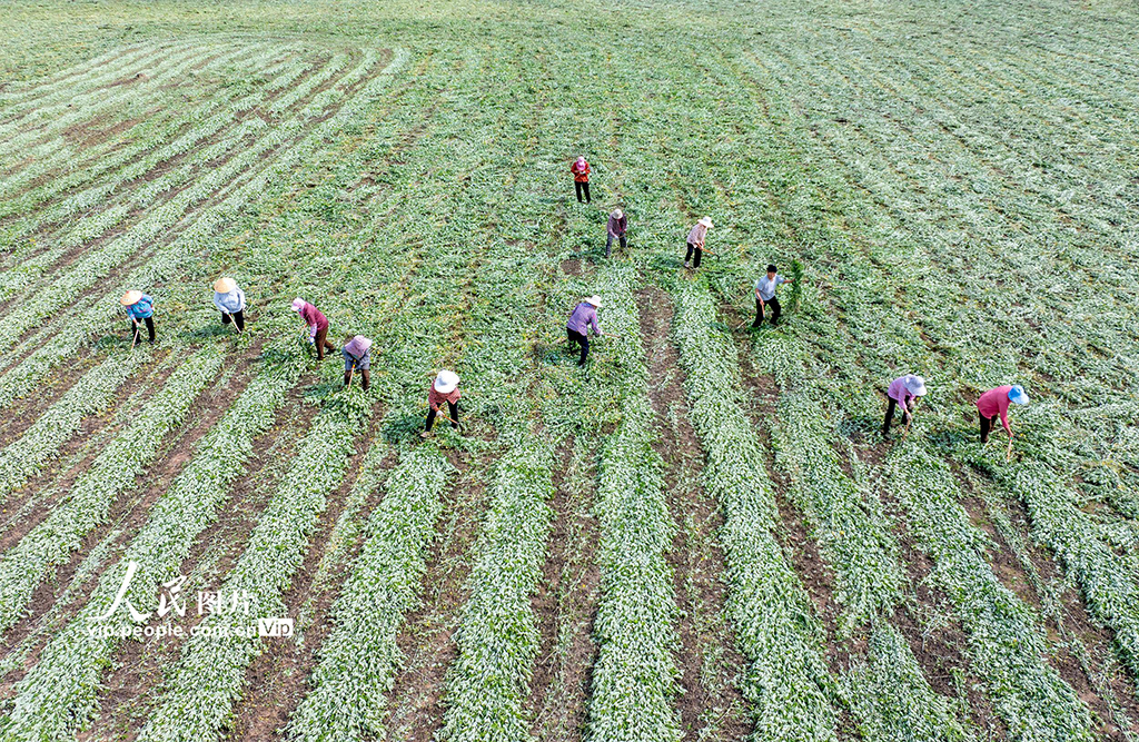 江蘇泗洪:艾草喜豐收【5】