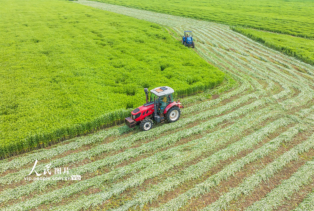 江蘇泗洪:艾草喜豐收【6】