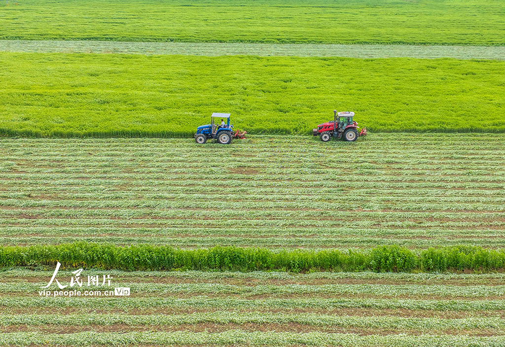 江蘇泗洪:艾草喜豐收【7】