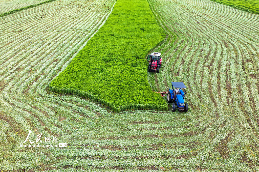 江蘇泗洪:艾草喜豐收【3】