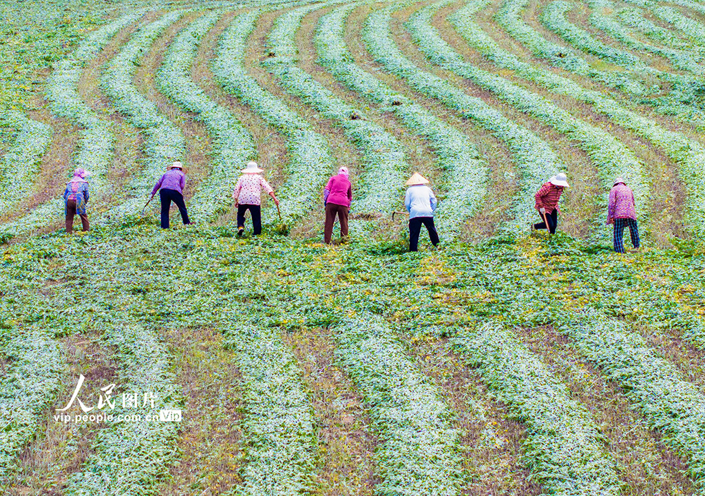 江蘇泗洪:艾草喜豐收【2】