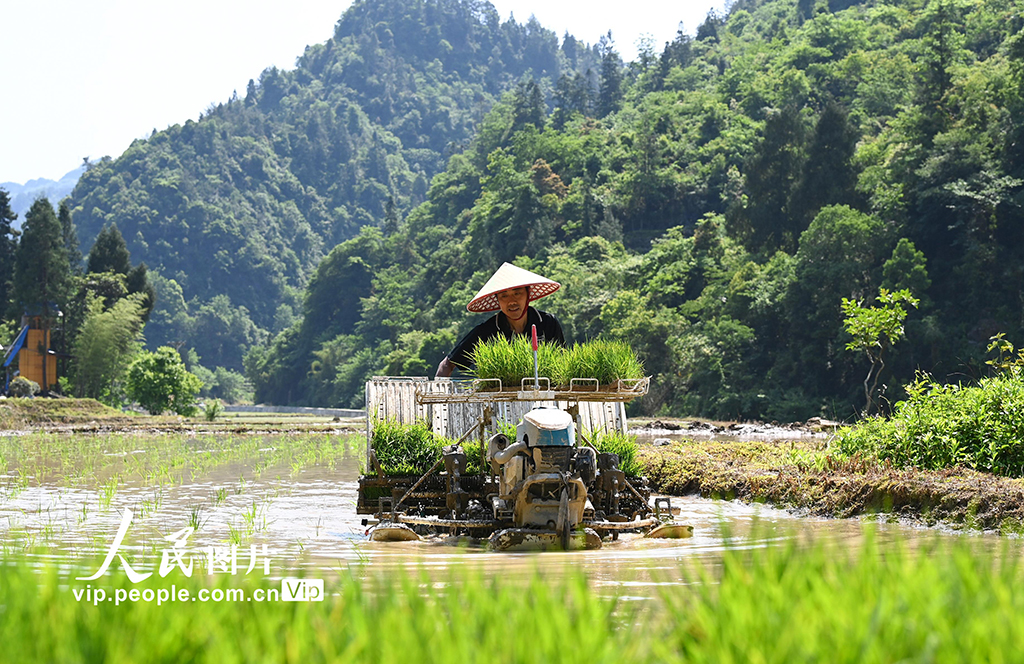 重慶酉陽：搶抓農時插秧忙
