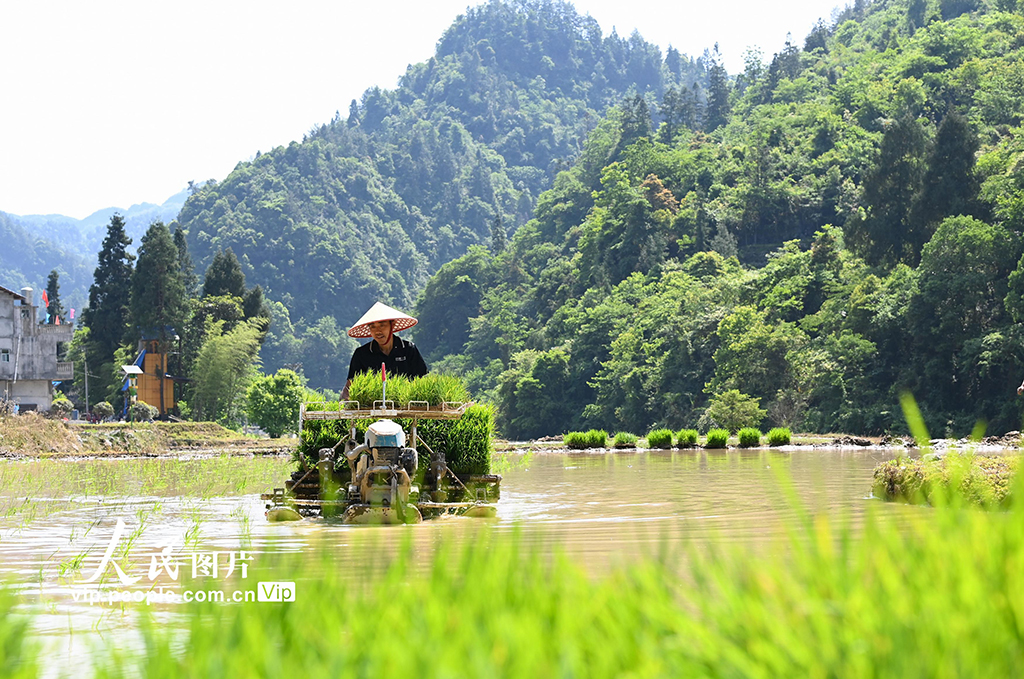 重慶酉陽:搶抓農時插秧忙【2】