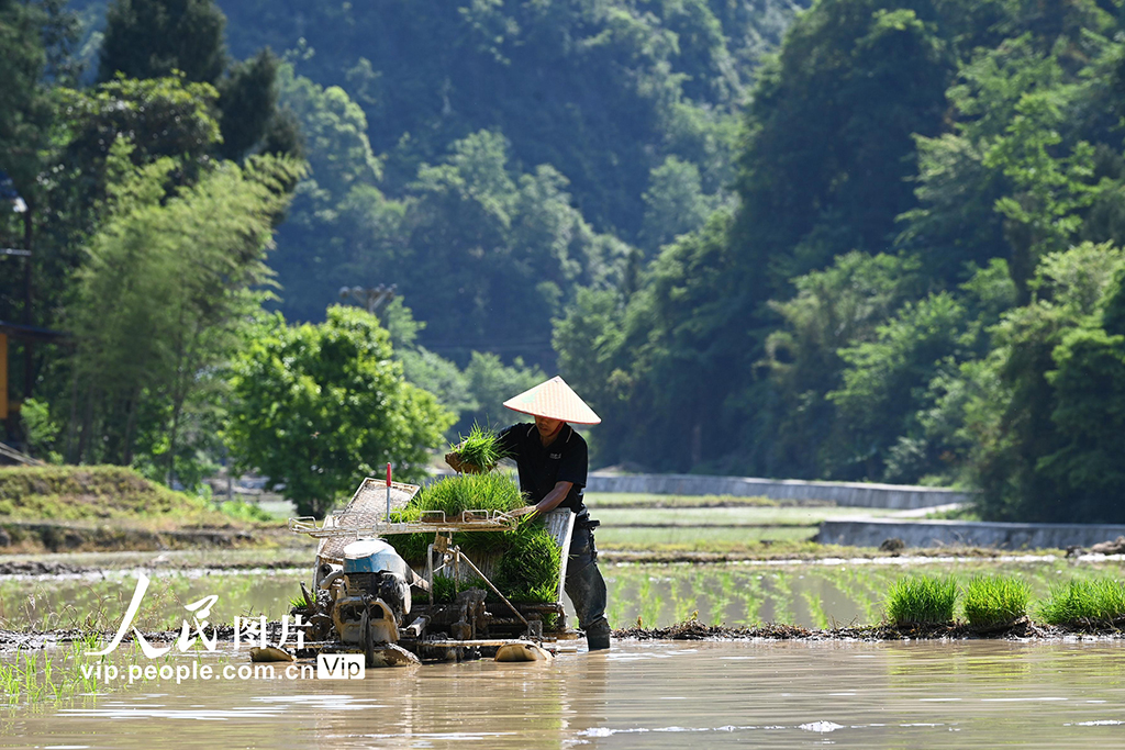 重慶酉陽:搶抓農時插秧忙【3】