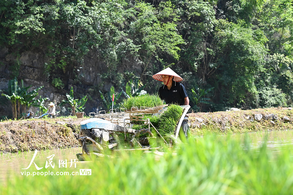 重慶酉陽:搶抓農時插秧忙【4】