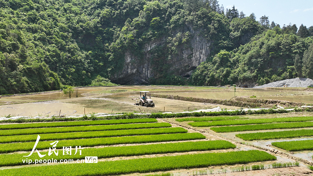 重慶酉陽:搶抓農時插秧忙【5】