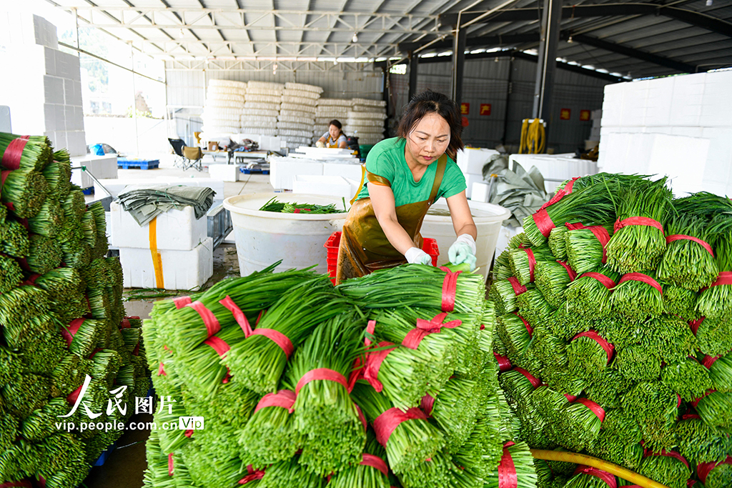 貴州安龍：“韭”香四溢產業興