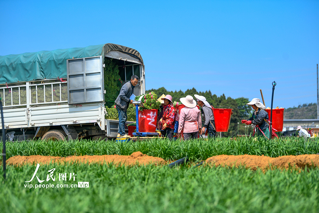 貴州安龍:“韭”香四溢產業興【5】