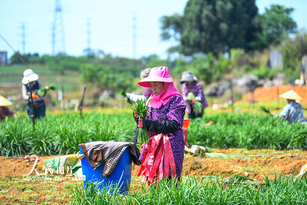 貴州安龍：“韭”香四溢產業興【2】