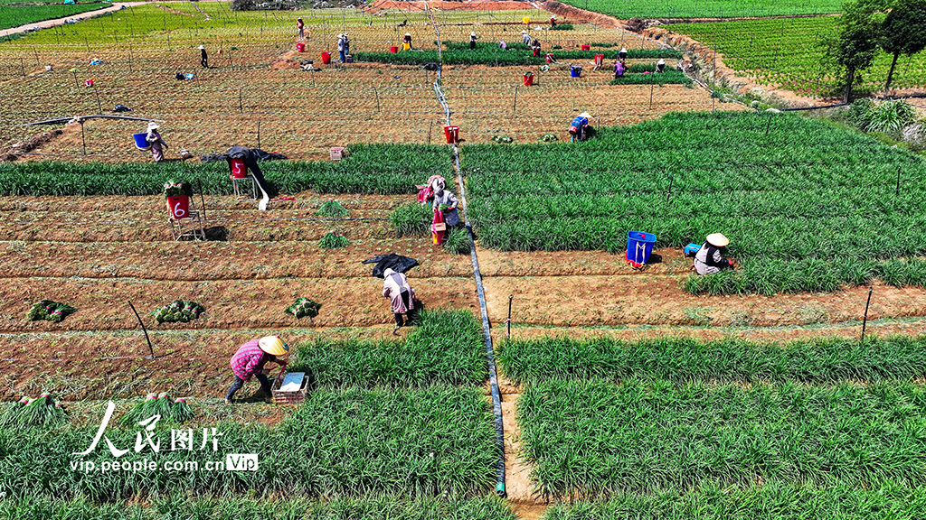 貴州安龍:“韭”香四溢產業興【4】