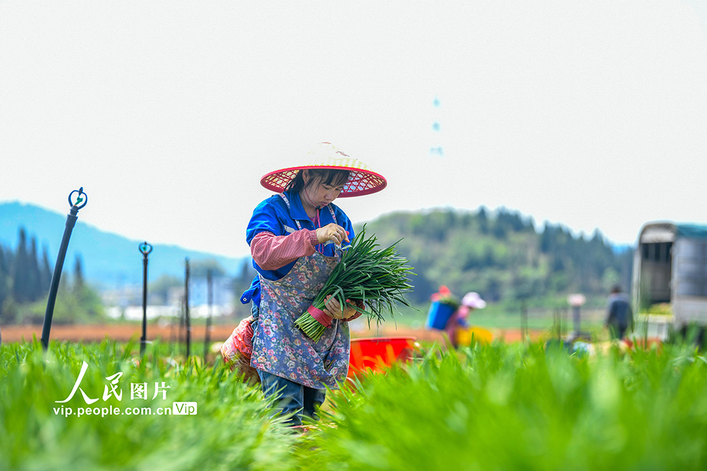 貴州安龍：“韭”香四溢產業興【3】