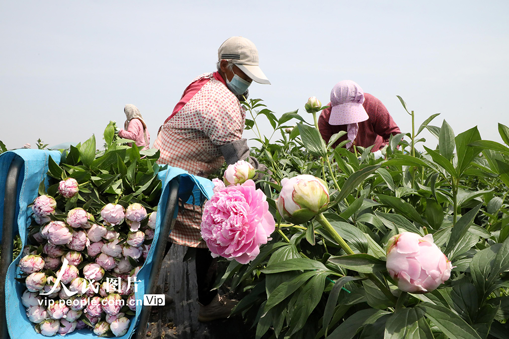 山東博興：“鮮花經濟”助力鄉村振興