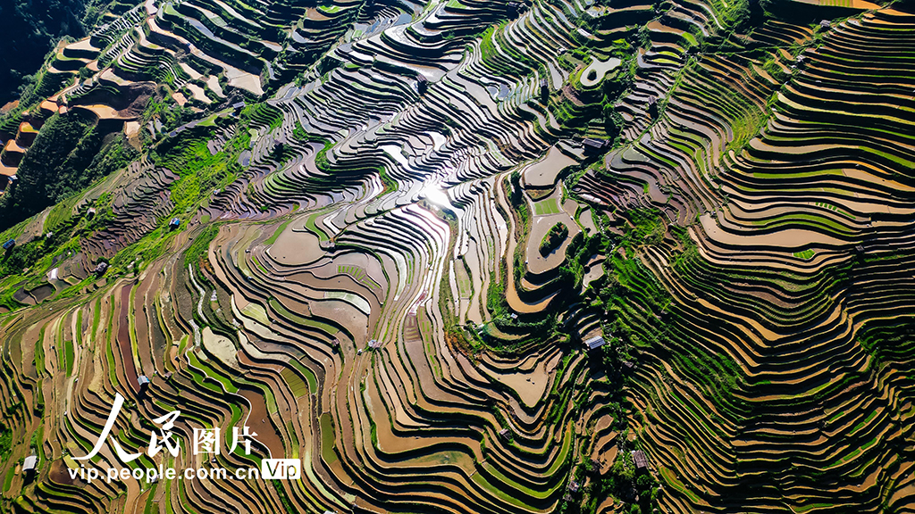 貴州從江：梯田美【4】