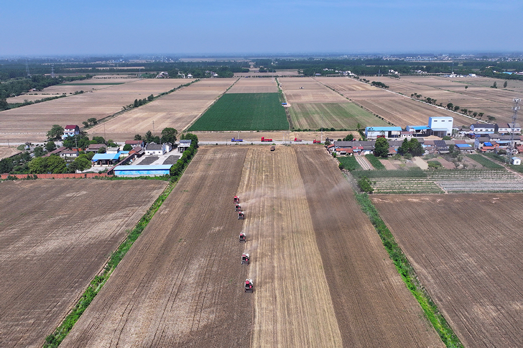 湖北當陽：夏收開鐮