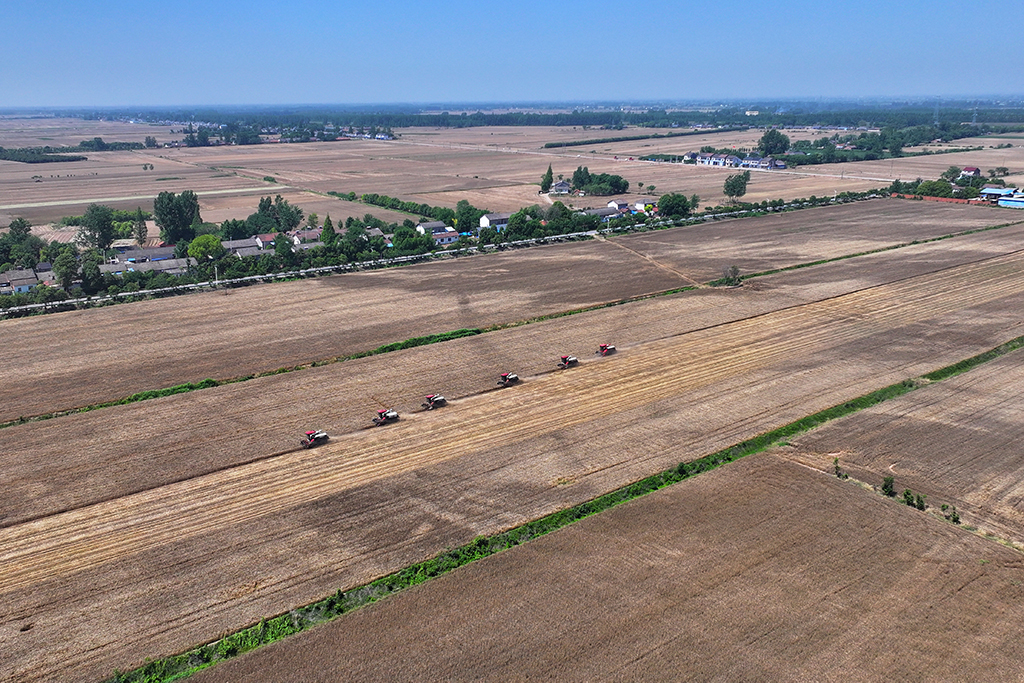 5月12日，湖北省當陽市草埠湖鎮小麥開鐮收割。