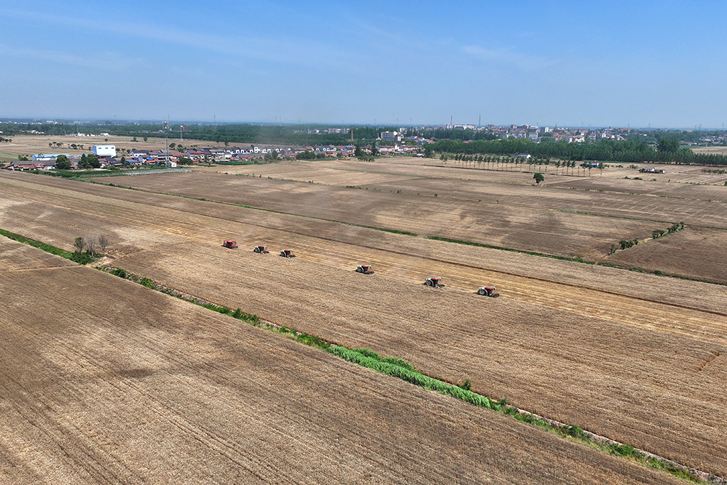 5月12日，湖北省當陽市草埠湖鎮小麥開鐮收割。