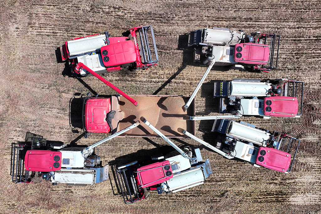 5月12日，湖北省當陽市草埠湖鎮小麥開鐮收割。