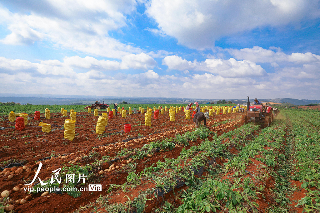 云南陸良:小春馬鈴薯喜豐收【4】