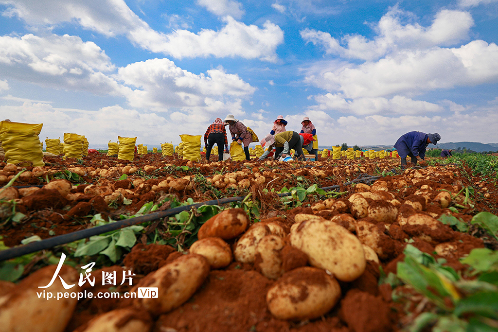 云南陸良：小春馬鈴薯喜豐收