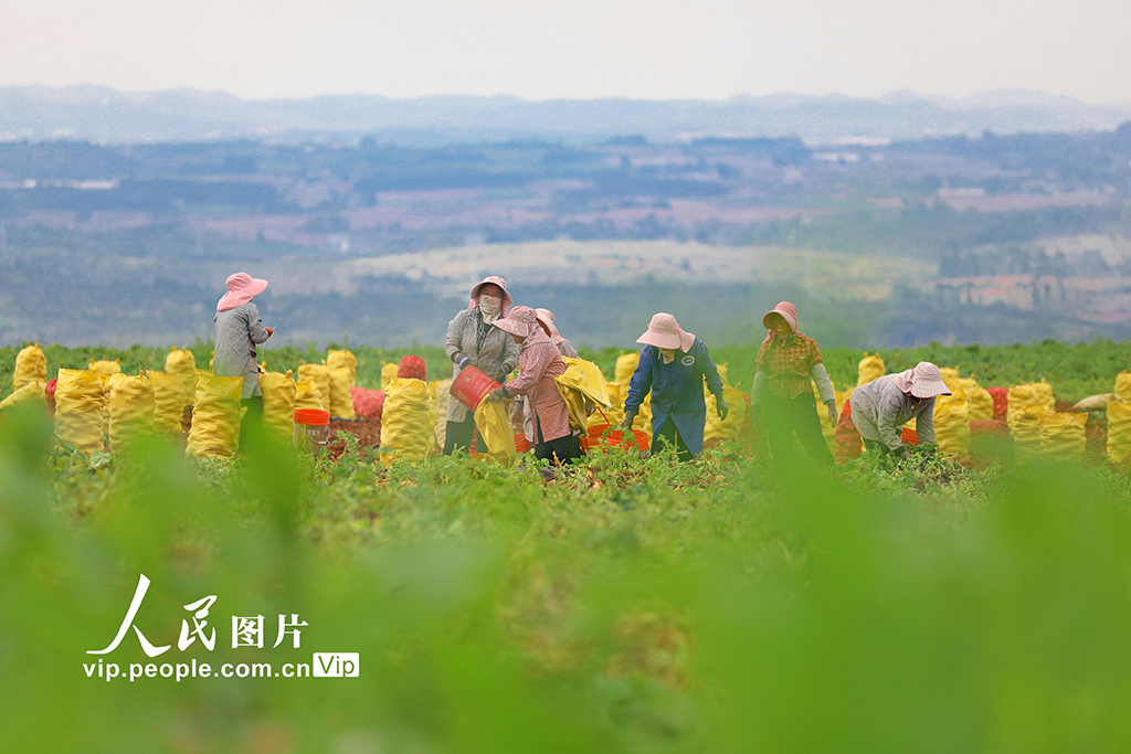 云南陸良:小春馬鈴薯喜豐收【6】