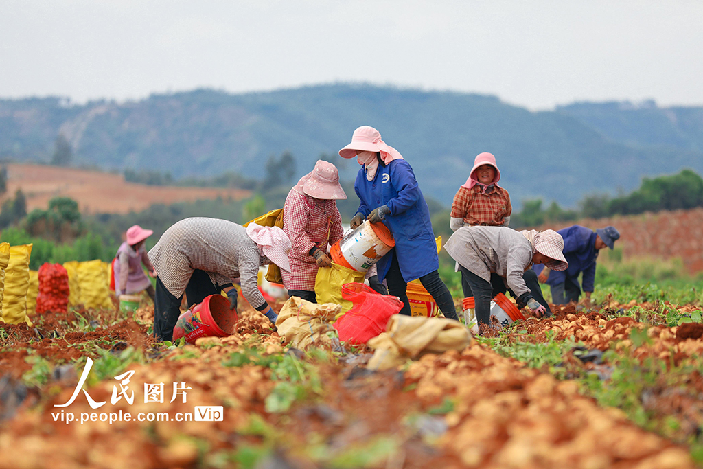 云南陸良:小春馬鈴薯喜豐收【2】