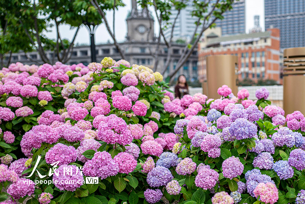 上海：蘇州河畔繡球花開【4】