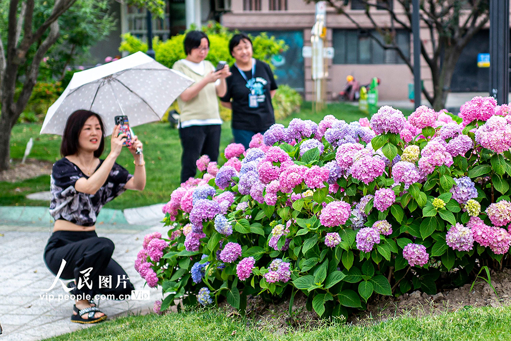 上海:蘇州河畔繡球花開【2】