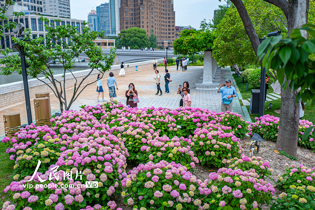 上海:蘇州河畔繡球花開【3】