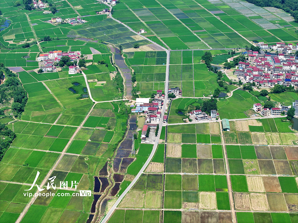 江西泰和:夏日田園如畫【3】