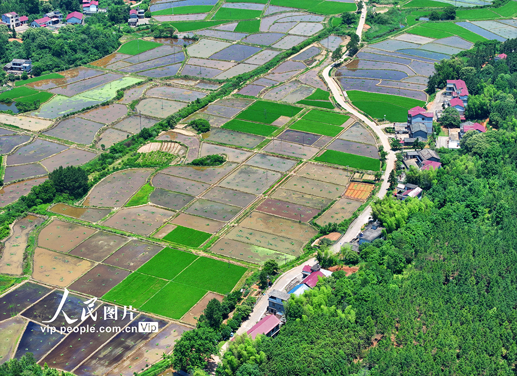 江西泰和:夏日田園如畫【2】