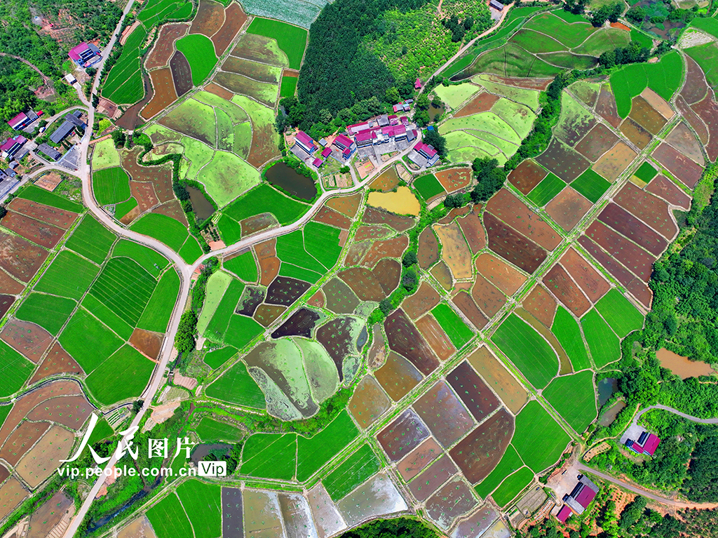 江西泰和:夏日田園如畫【4】