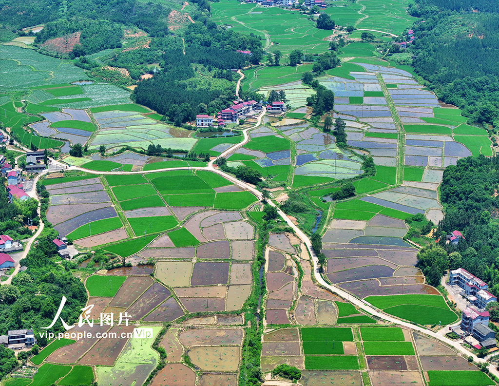 江西泰和:夏日田園如畫【5】