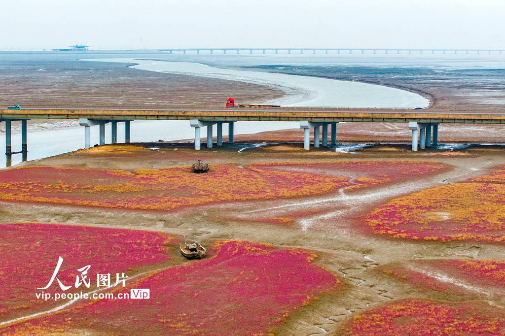 青島紅海灘濕地風光【2】