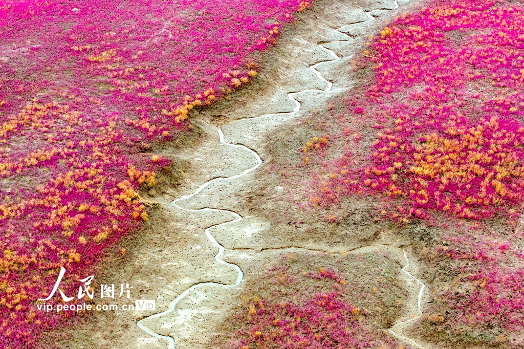 青島紅海灘濕地風光【3】