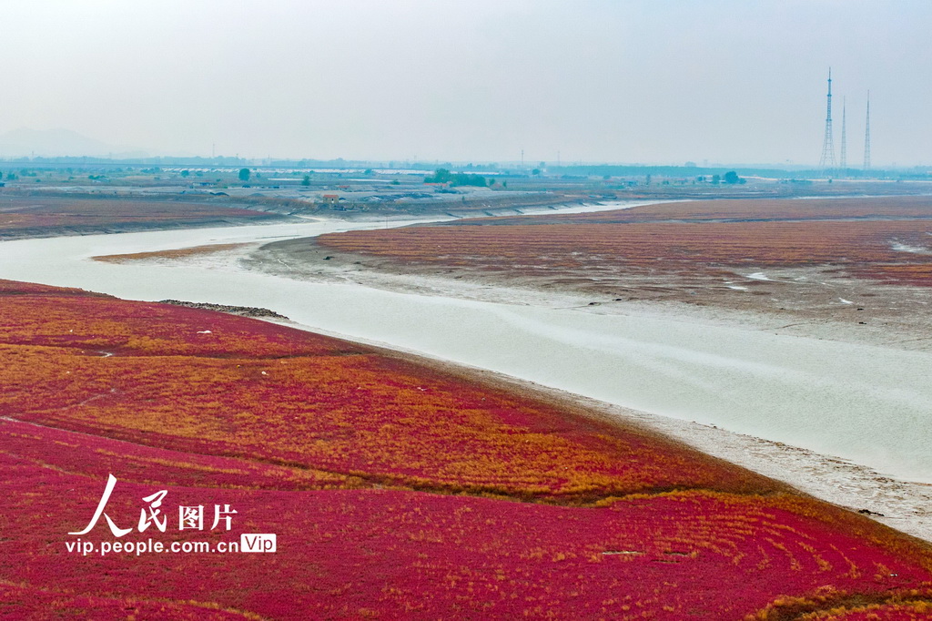 青島紅海灘濕地風光【4】