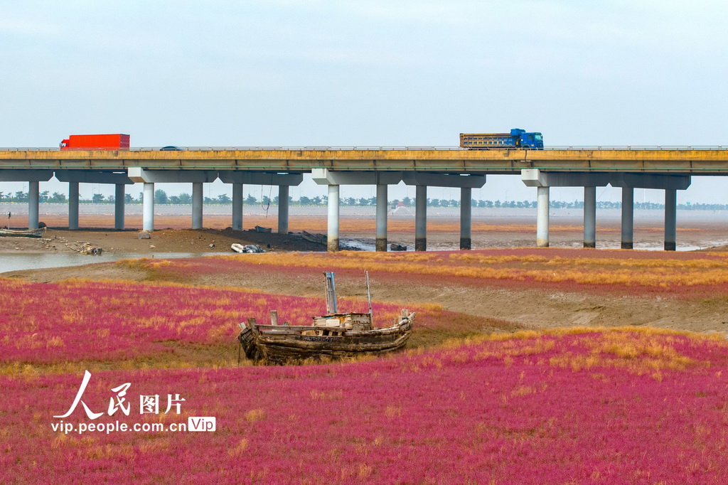 青島紅海灘濕地風光【5】
