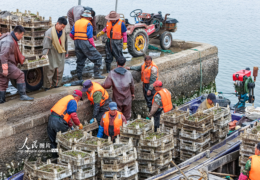 山東榮成:“海底造林”守護生態【3】