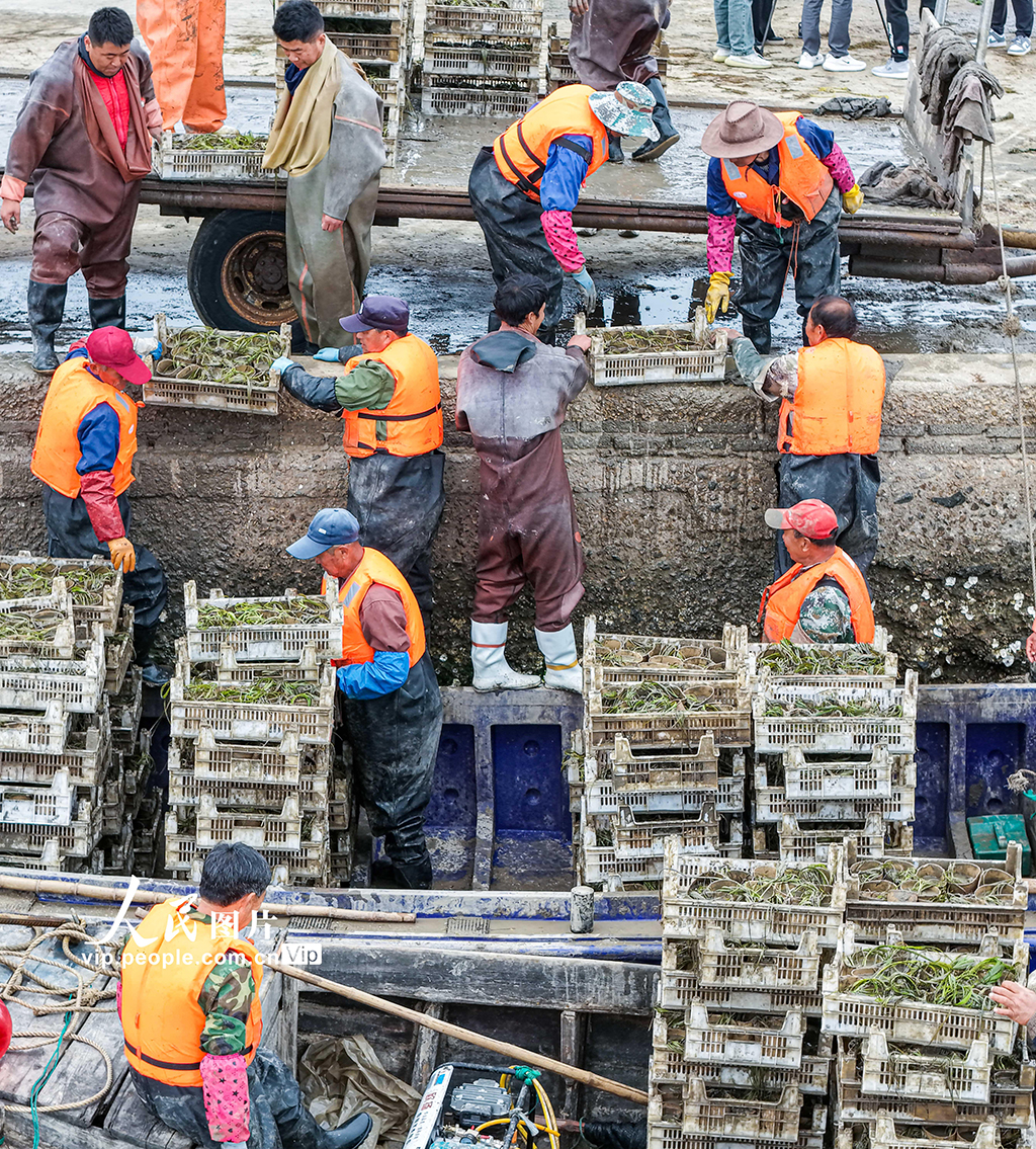 山東榮成:“海底造林”守護生態【4】